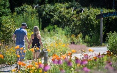 Some Benefits of Nearby Nature for Hospital Visitors: Restorative Walks in Nichols Arboretum