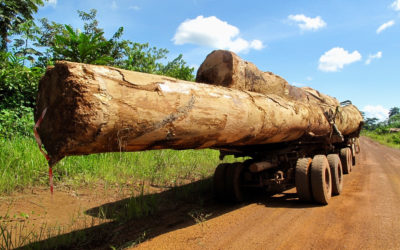 Chinese Logging in Gabon: Neocolonialism or a New Way Forward?