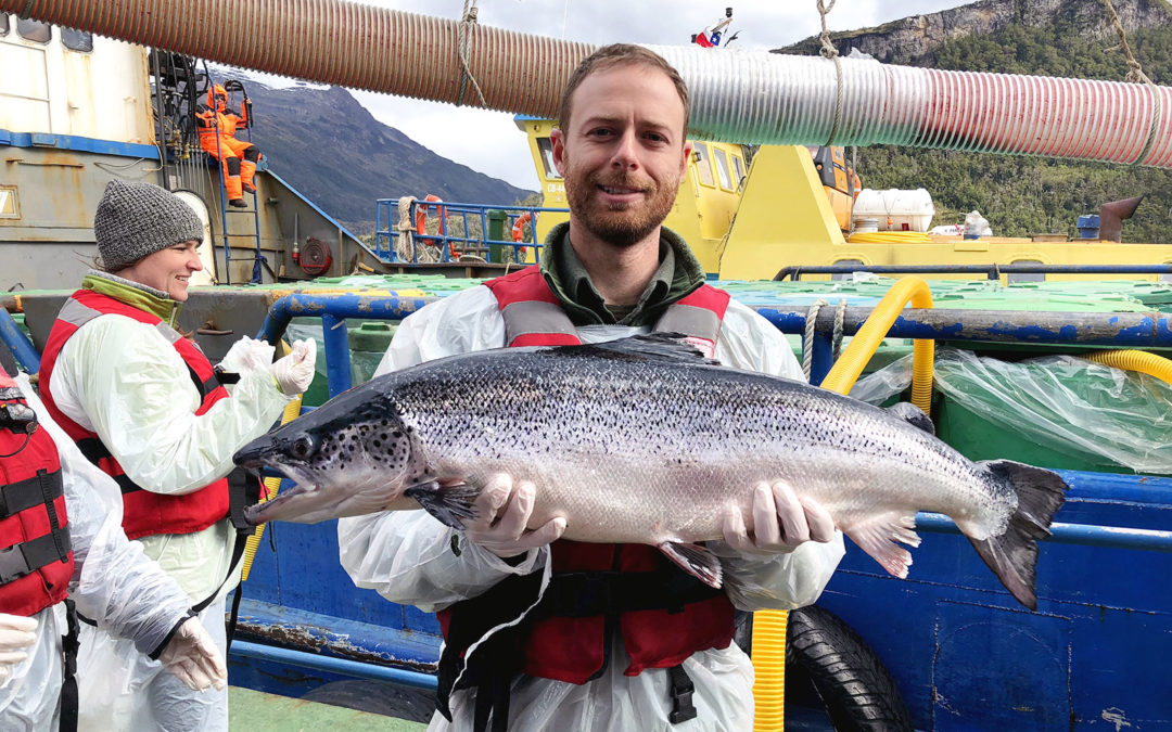 Salmon farming and sustainability in Chile: Q&A with Erb student Zach Friedman