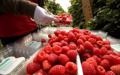 How Driscoll’s Is Creating Shared Value in Berry Supply Chains